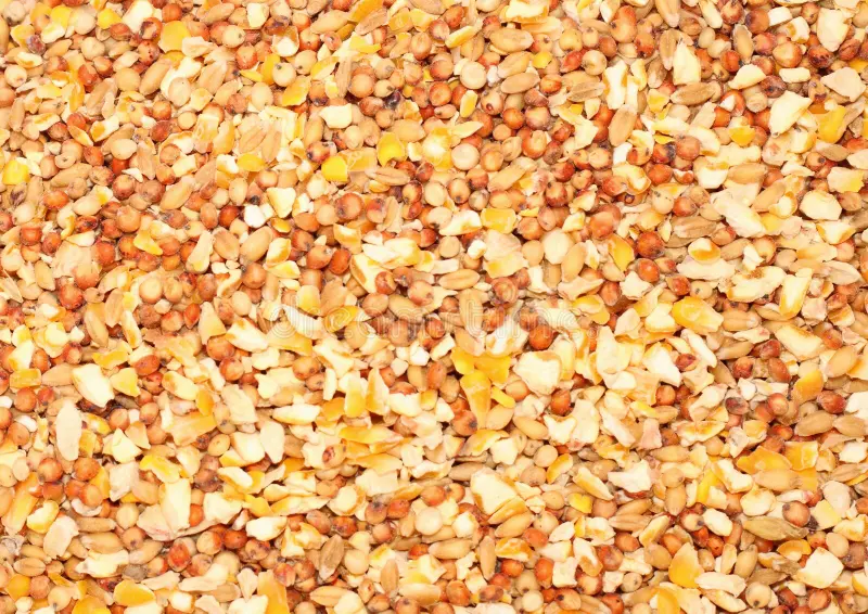 Rice