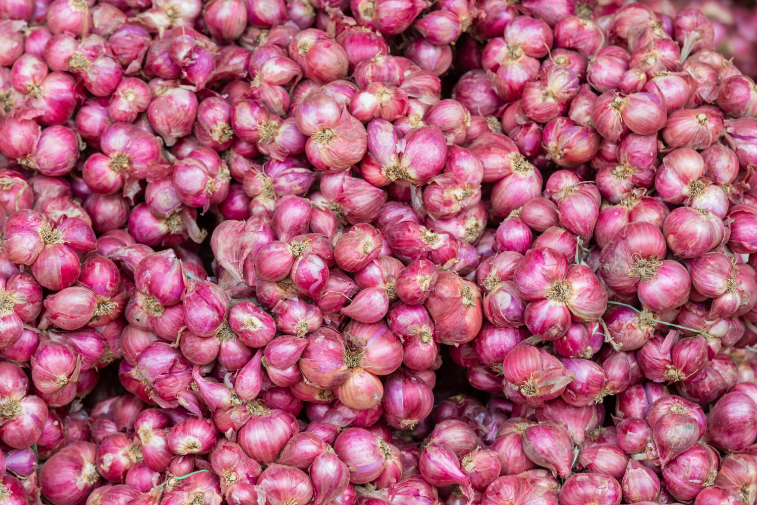 Fresh Shallots